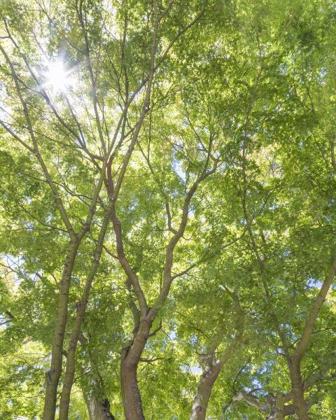 WA, Seattle Sun shining through maple trees